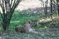 Leopard resting in the shade of a tree close up. Kenya, Africa Royalty Free Stock Photo