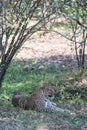 Leopard is resting in the shade of trees. Masai Mara, Kenya Royalty Free Stock Photo