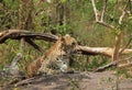 Leopard Resting on Stone Royalty Free Stock Photo