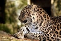 Leopard resting on a tree branch Royalty Free Stock Photo