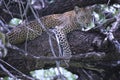 Leopard resting in a tree Royalty Free Stock Photo