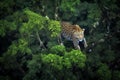 leopard resting on a tree branch