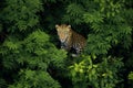 leopard resting on a tree branch