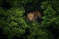 leopard resting on a tree branch