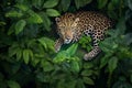 leopard resting on a tree branch