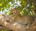 A leopard resting on a tree branch in South Luangwa National park in Zambia Royalty Free Stock Photo