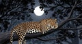 leopard resting on tree branch under moonlit night Royalty Free Stock Photo