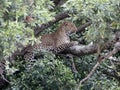 Leopard in tree in africa