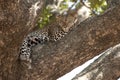 Leopard resting in tree, Serengeti, Tanzania Royalty Free Stock Photo