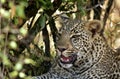 Leopard resting in tree shade, masai Mara Royalty Free Stock Photo