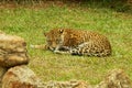 Leopard resting at zoo site Royalty Free Stock Photo
