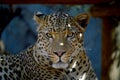 A Leopard Rests in the Shade Royalty Free Stock Photo