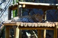 A Leopard Rests in the Shade Royalty Free Stock Photo