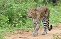 Sri Lankan leopard. Panthera pardus kotiya