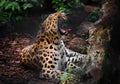 A leopard roar Far Eastern leopard lies in the gloom on the ground and growls, opening a huge mouth with large fangs