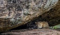 Leopard on a rock. The Female of Sri Lankan leopard .