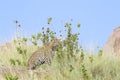 Leopard on a rock through grass Royalty Free Stock Photo