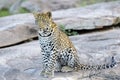 Leopard on a rock through grass Royalty Free Stock Photo