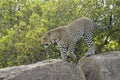 Leopard on a rock through grass Royalty Free Stock Photo