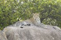 Leopard on a rock relaxing Royalty Free Stock Photo