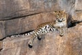 Leopard on a rock watching Royalty Free Stock Photo