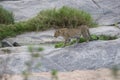 Leopard on a rock in the wild maasai mara Royalty Free Stock Photo