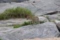 Leopard on a rock in the wild maasai mara Royalty Free Stock Photo