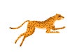 Leopard running on African savannah, wild fast animal hunting for prey, predator chasing