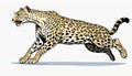A leopard running on a white background