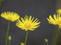 Leopards Bane (Doronicum orientale) Royalty Free Stock Photo