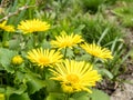 Leopards bane flower in the spring Royalty Free Stock Photo