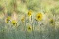 Leopards bane flower, medicinal flower in France