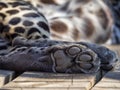 Leopard`s hind foot. The toe pads and metacarpal paw pad are clearly visible.