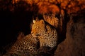 Leopard in the Sabi Sands Royalty Free Stock Photo