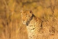 Leopard in the Sabi Sands Royalty Free Stock Photo