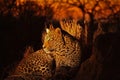 Leopard in the Sabi Sands Royalty Free Stock Photo