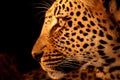 Leopard in the Sabi Sands Royalty Free Stock Photo