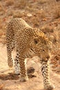 Leopard in the Sabi Sands Royalty Free Stock Photo