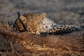 Leopard in Sabi Sands Royalty Free Stock Photo