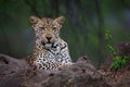 Leopard in Sabi Sands Game Reserve Royalty Free Stock Photo