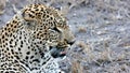 Leopard, Sabi Sands, Kruger National Park Royalty Free Stock Photo