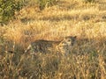 A leopard in the Sabie Sands Private Game Reserv