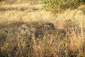 A leopard in the Sabie Sands Private Game Reserve