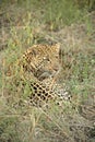 A leopard in the Sabie Sands Private Game Reserve