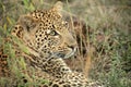 A leopard in the Sabie Sands Private Game Reserve