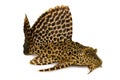 Leopard Sailfin Pleco Aquarium fish Pterygoplichthys gibbiceps