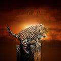 Leopard on savanna landscape background and Mount Kilimanjaro at sunset