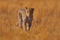 Leopard in Savuti, Chobe NP in Botswana. Africa wildlife. Wild cat hidden in the green vegetation. Leopard in the nature, lying