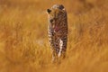 Leopard in Savuti, Chobe NP in Botswana. Africa wildlife. Wild cat walk with stick one\'s tongue out in the gold vegetation.