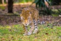 Leopard Royalty Free Stock Photo